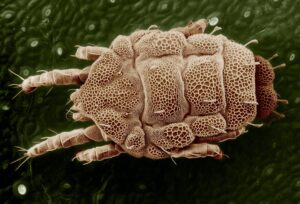 ácaro visto al microscopio ácaros