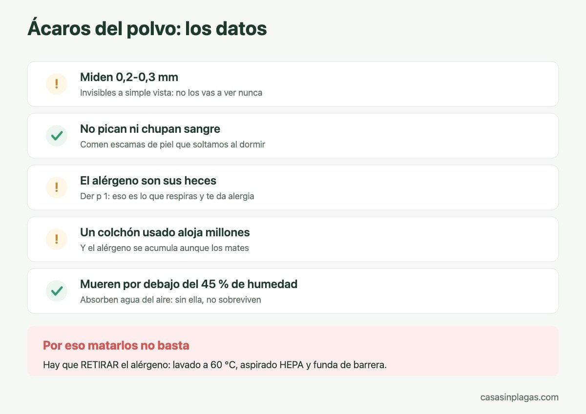 Datos clave sobre los ácaros del polvo doméstico