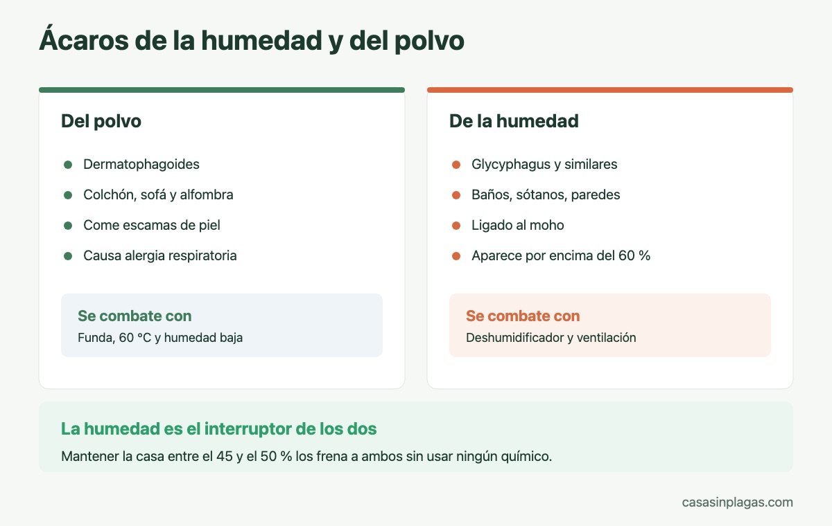 Ácaros de la humedad y ácaros del polvo comparados