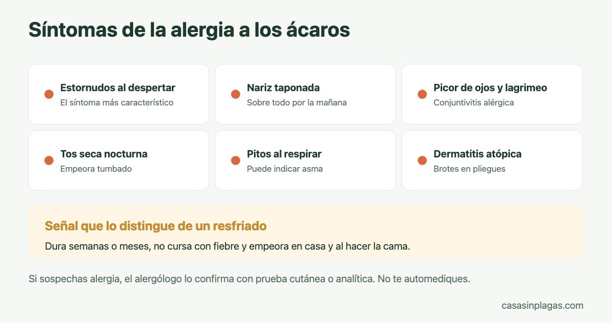 Síntomas de la alergia a los ácaros del polvo