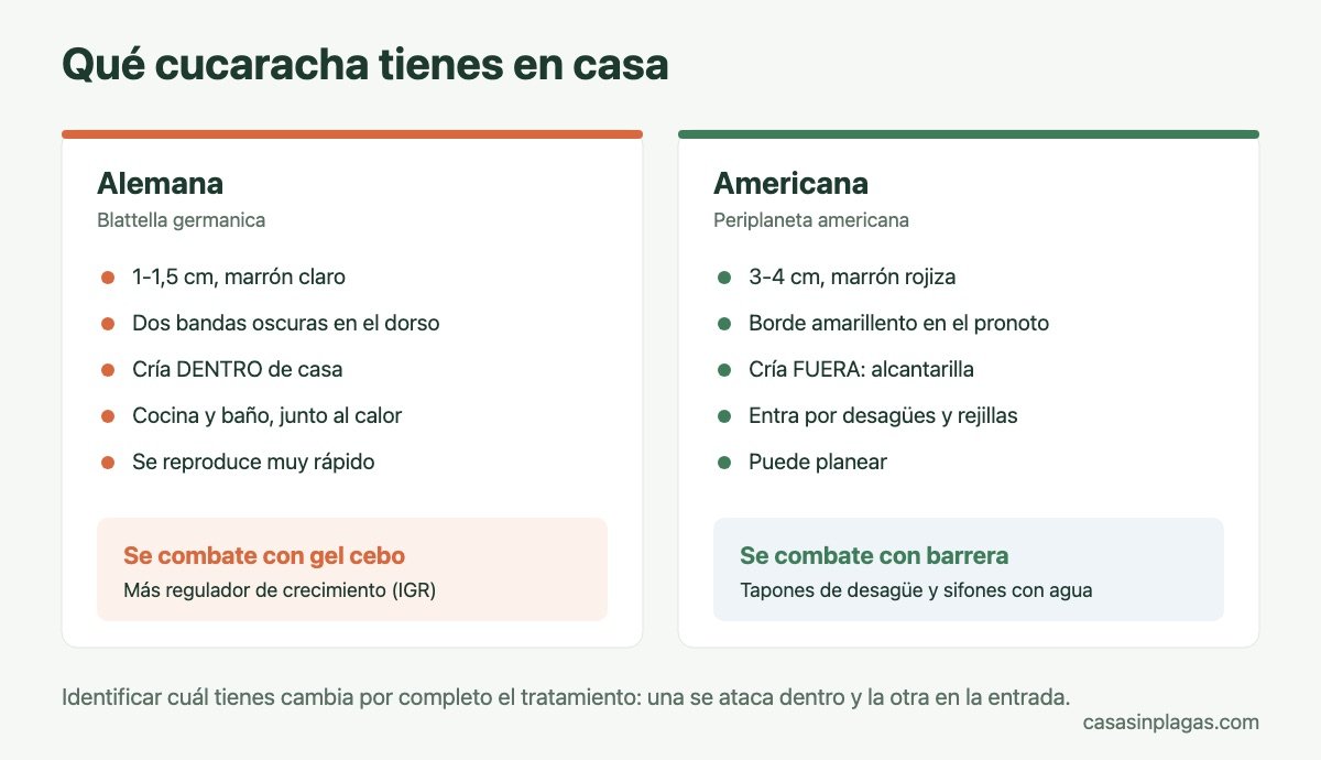 Diferencias entre la cucaracha alemana y la americana