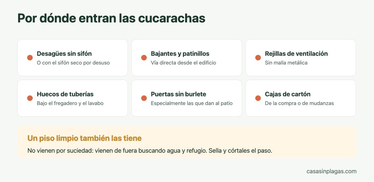 Por dónde entran las cucarachas en un piso