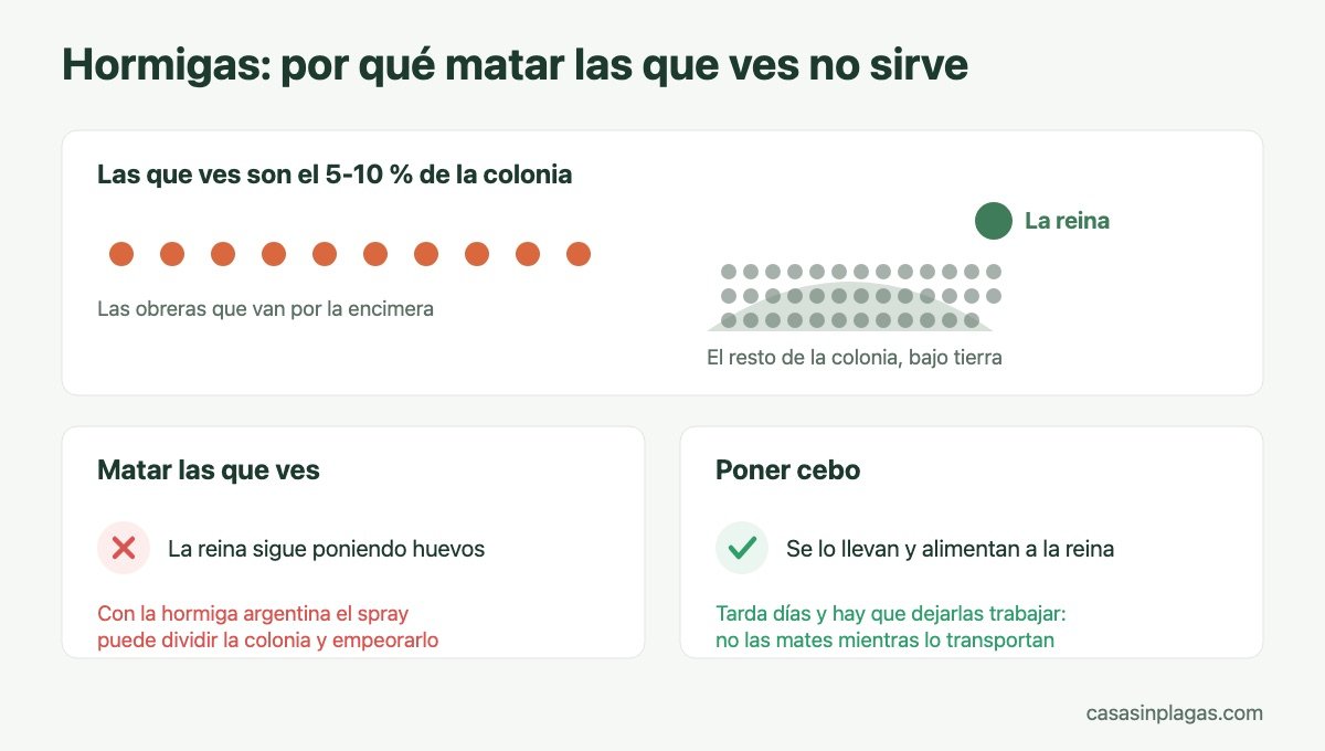 Por qué matar las hormigas que ves no sirve: hay que llegar a la reina