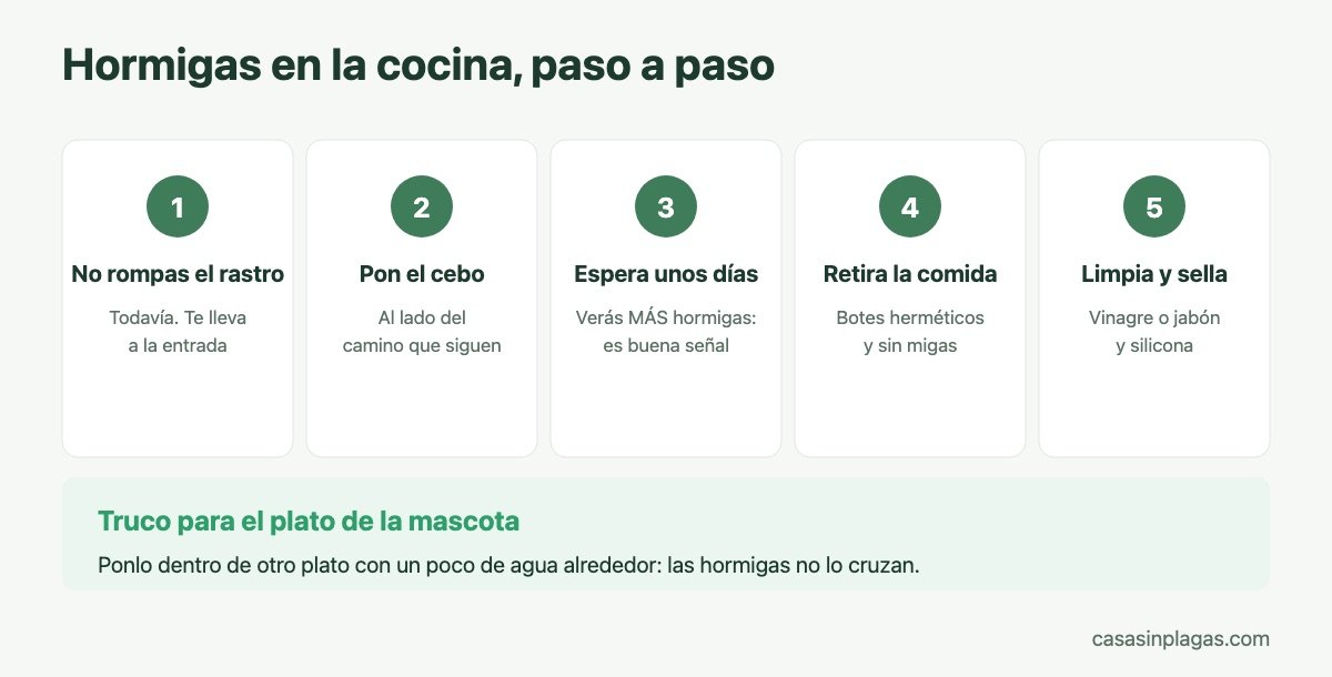 Pasos para eliminar hormigas de la cocina