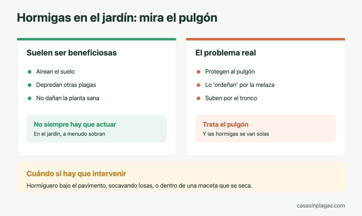 Hormigas en el jardín y su relación con el pulgón
