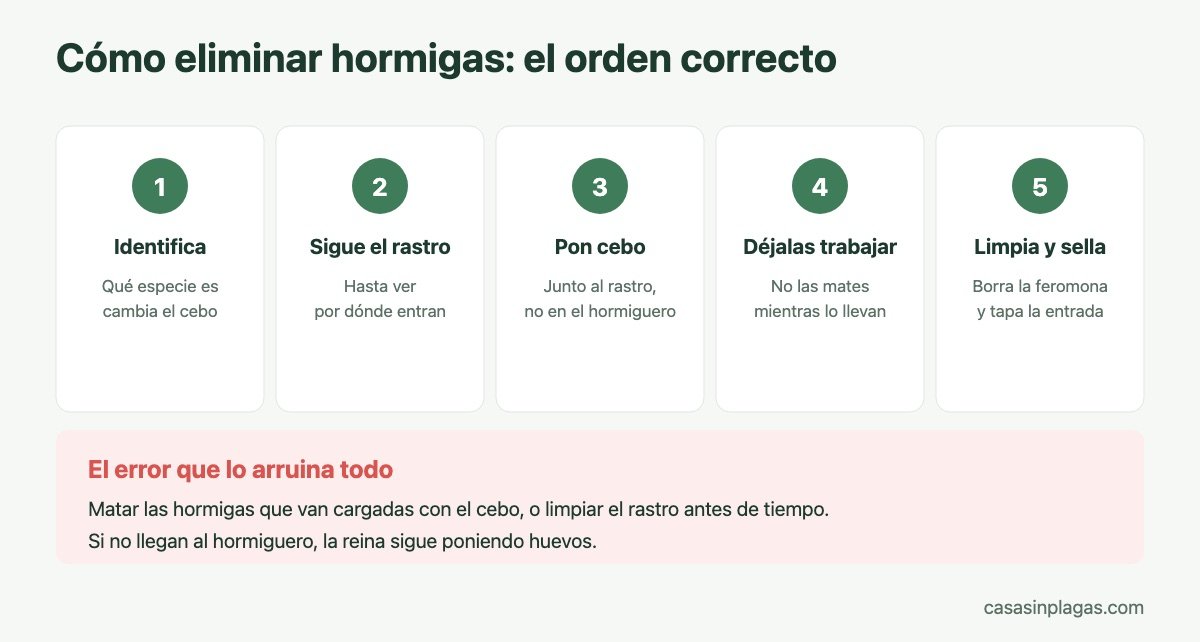 Cómo eliminar hormigas en el orden correcto