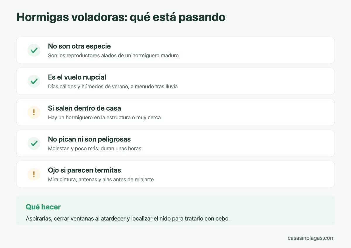Qué son las hormigas voladoras y por qué aparecen