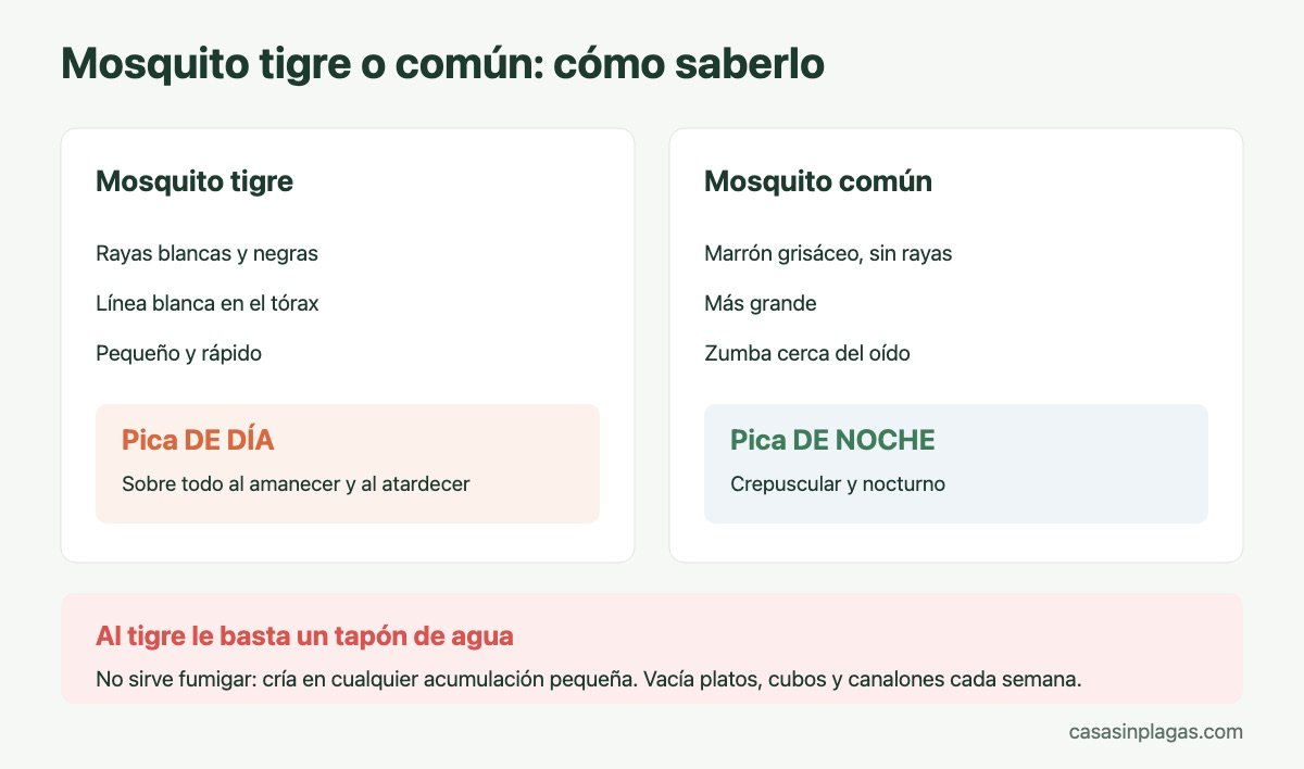 Diferencias entre el mosquito tigre y el mosquito común