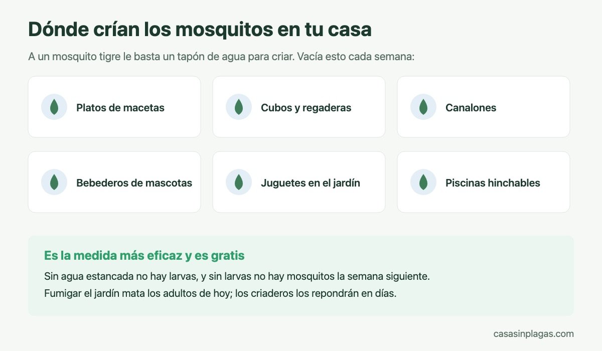 Dónde crían los mosquitos en casa: puntos de agua estancada a vaciar