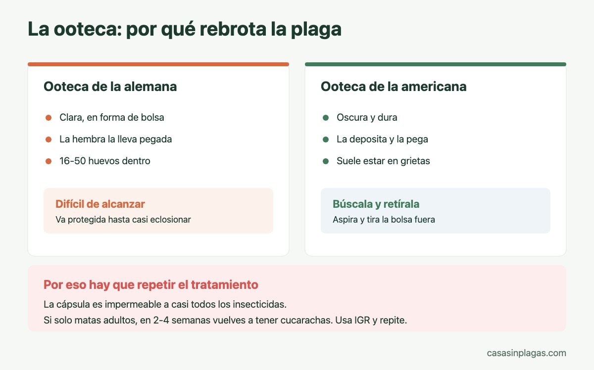 La ooteca de cucaracha y por qué rebrota la plaga