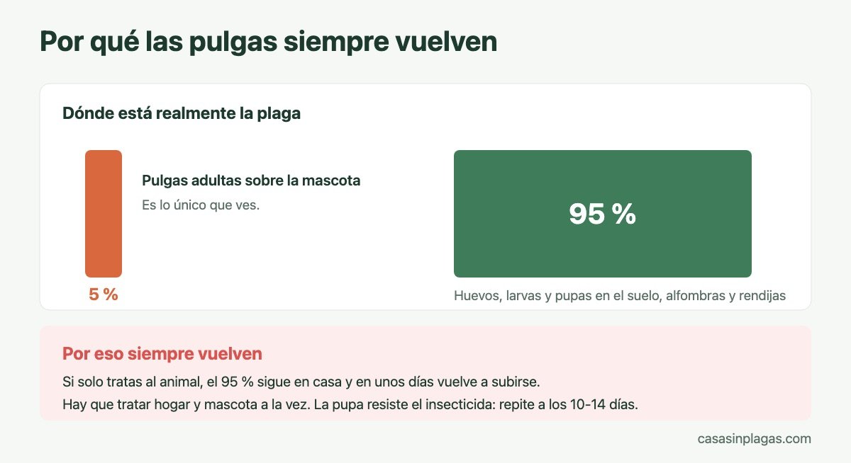 Solo el 5 % de las pulgas está sobre la mascota: el 95 % está en casa