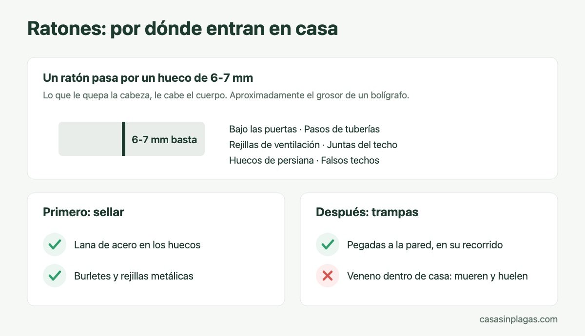 Por dónde entran los ratones en casa: basta un hueco de 6-7 mm
