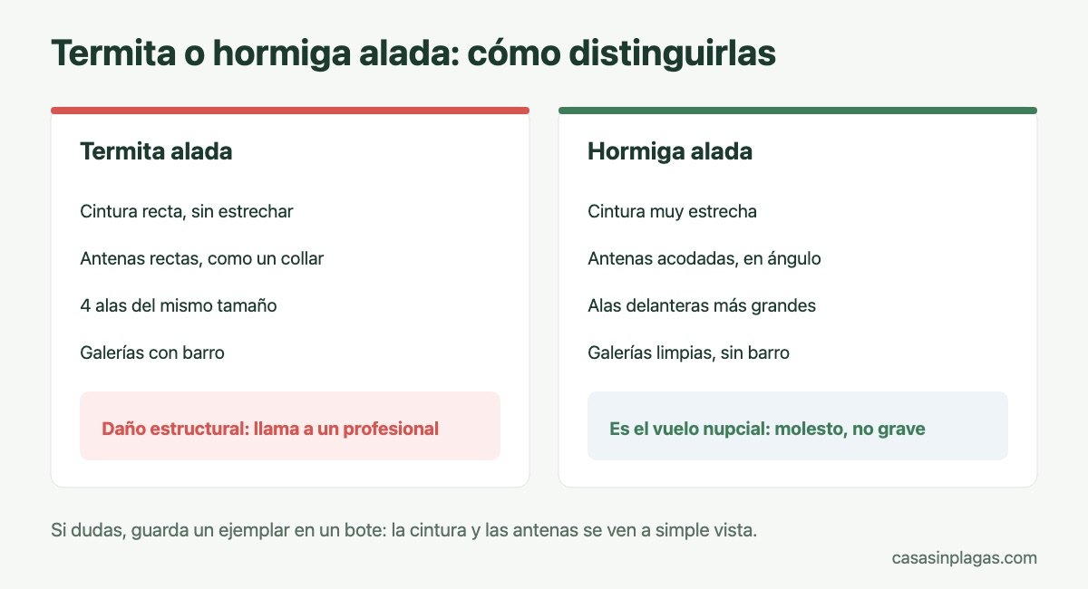 Cómo distinguir una termita alada de una hormiga alada
