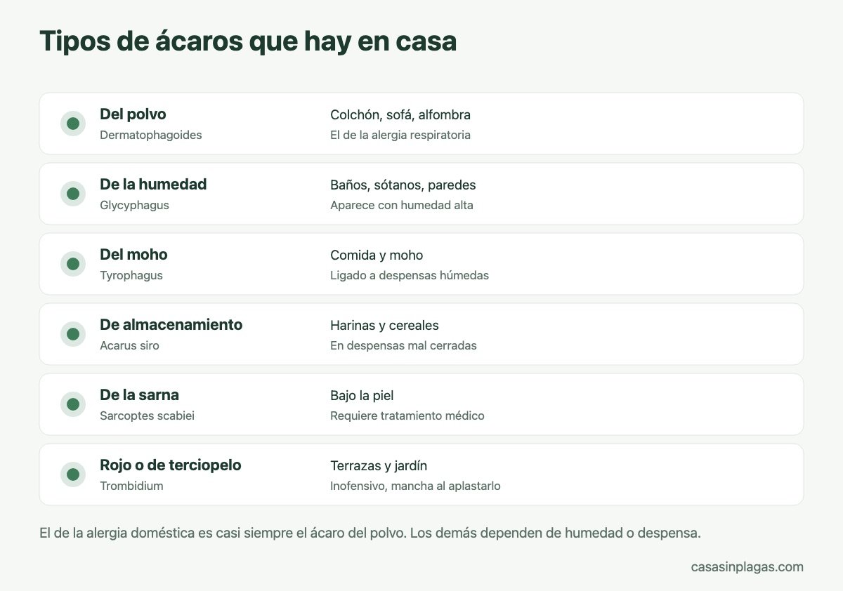 Tipos de ácaros que hay en casa y dónde vive cada uno