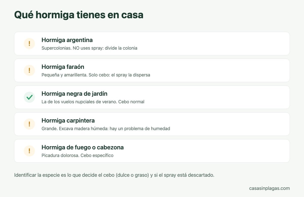 Tipos de hormigas que entran en casa y su tratamiento